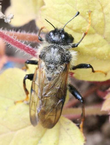 Trichiosoma sp.