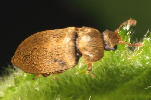 Byturus ochraceus