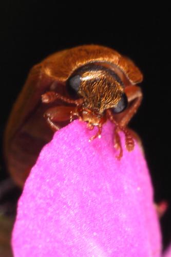 Réf. 119 992 : Byturus ochraceus