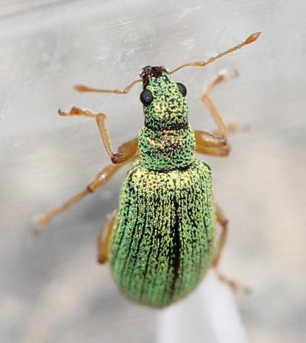 Réf. 119 307 : Polydrusus pterygomalis