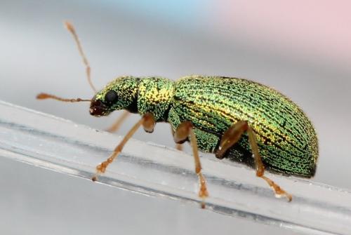 Réf. 119 224 : Polydrusus pterygomalis