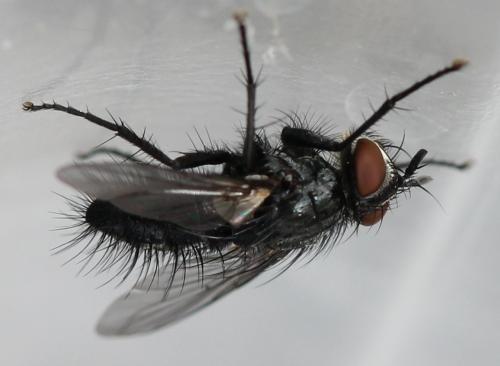 Blondelia nigripes