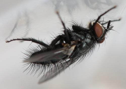 Blondelia nigripes