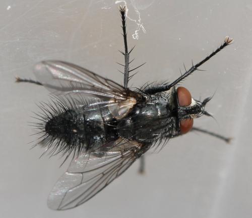 Blondelia nigripes