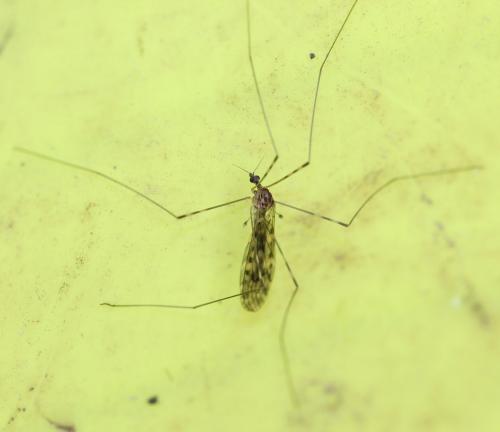 Limonia nubeculosa