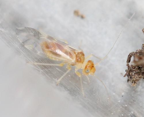 Graphopsocus cruciatus