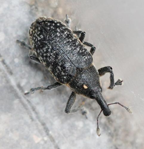 Réf. 119 445 : Larinus carlinae