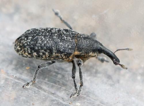 Réf. 119 446 : Larinus carlinae