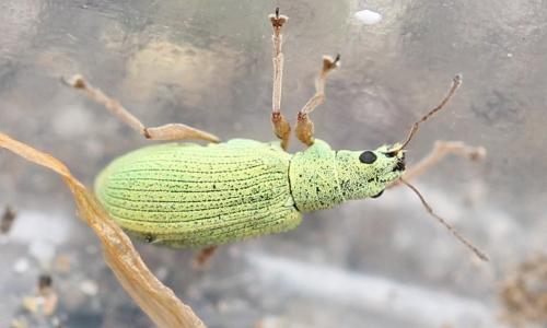 Polydrusus impressifrons