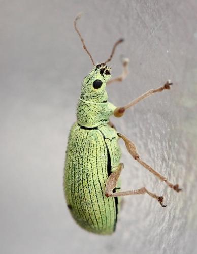 Réf. 119 663 : Polydrusus impressifrons