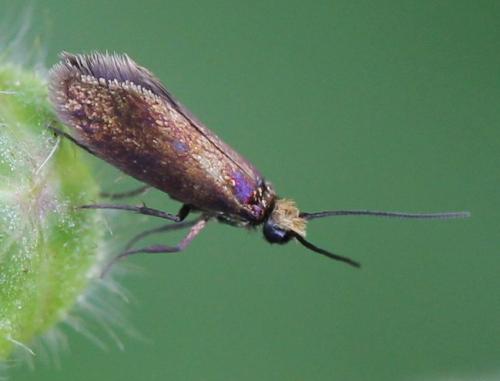 Micropterix calthella