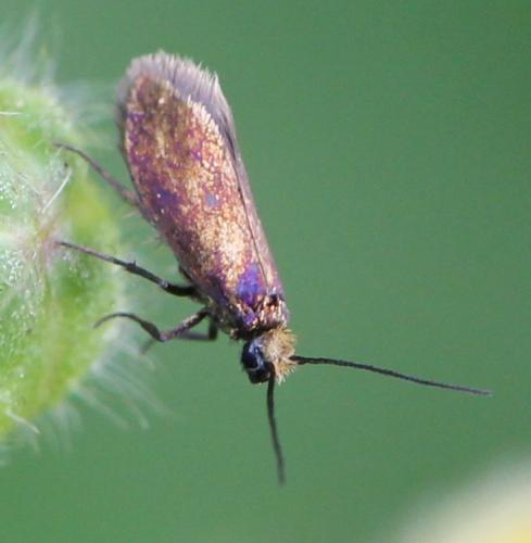 Micropterix calthella