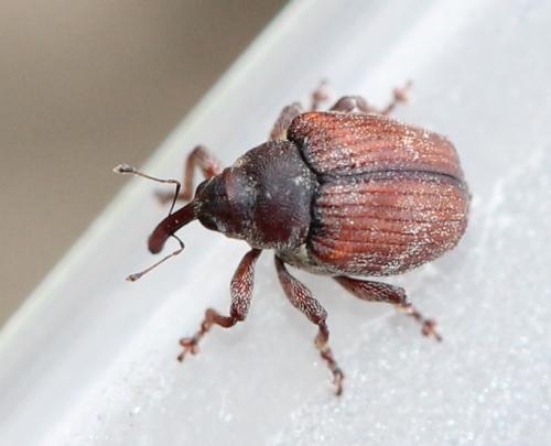 Coeliodes sp.