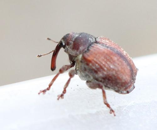 Coeliodes sp.