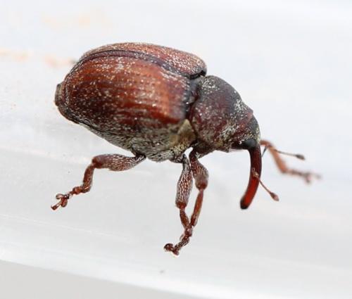 Coeliodes sp.