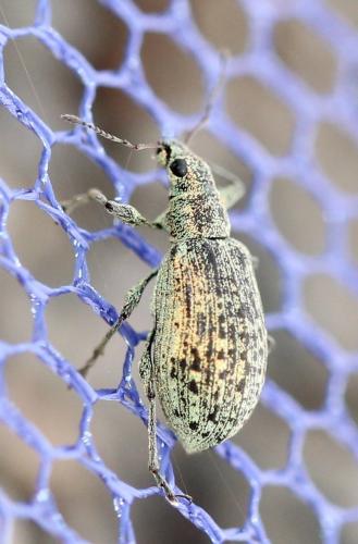 Polydrusus cervinus