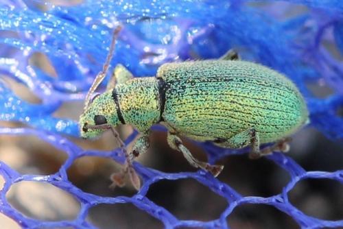 Phyllobius argentatus