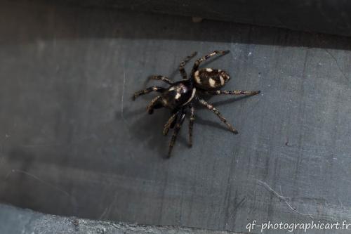 Salticus scenicus