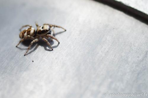 Réf. 119 102 : Salticus scenicus