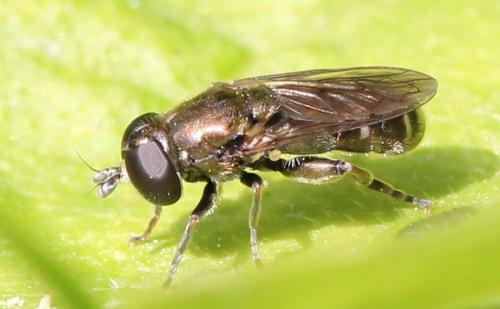 Réf. 119 914 : Eumerus sp.