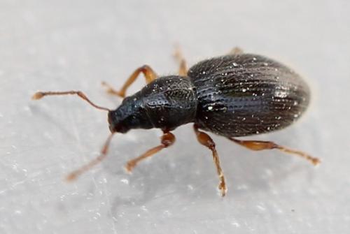 Réf. 119 928 : Exomias pellucidus