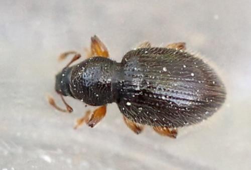 Réf. 119 929 : Exomias pellucidus