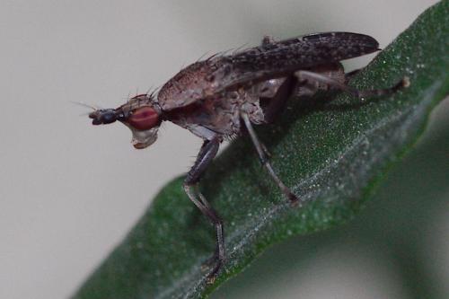 Réf. 119 249 : Euthycera cribrata