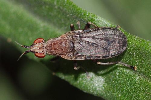 Réf. 119 248 : Euthycera cribrata