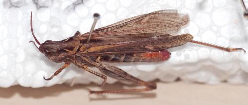Réf. 119 998 : Chorthippus brunneus brunneus