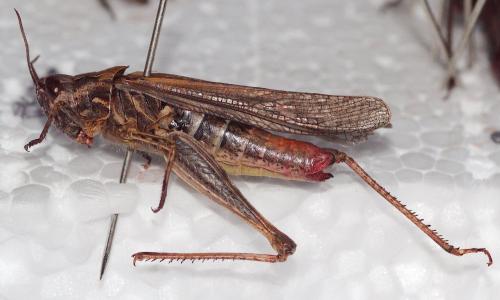 Chorthippus brunneus brunneus