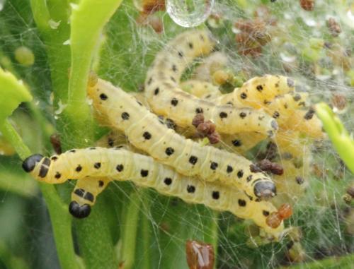 Yponomeuta sp.