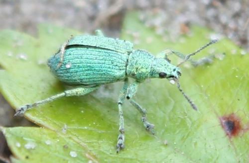 Polydrusus planifrons