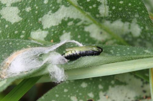 Euchalcia modestoides