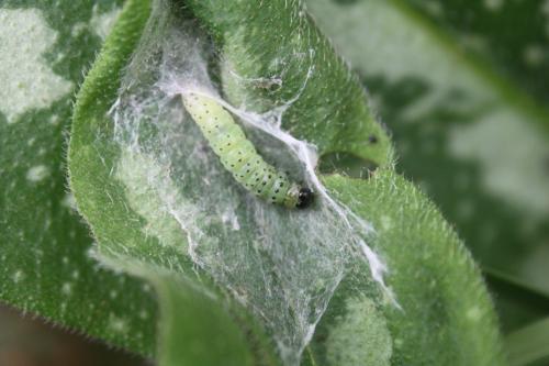Euchalcia modestoides