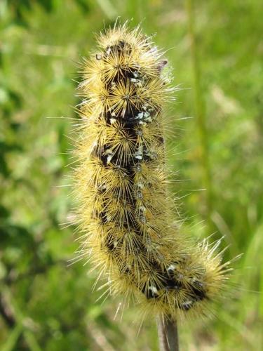 Réf. 119 957 : Rhyparia purpurata