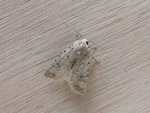 Réf. 119 410 : Caradrina clavipalpis