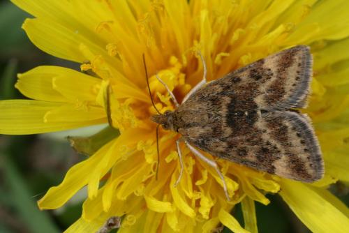 Pyrausta despicata