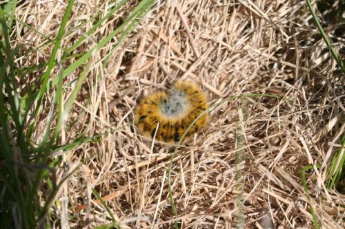 Lasiocampa trifolii