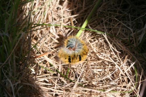 Lasiocampa trifolii
