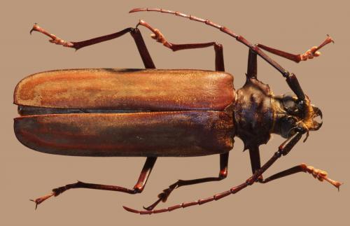 Réf. 119 756 : Orthomegas cinnamomeus