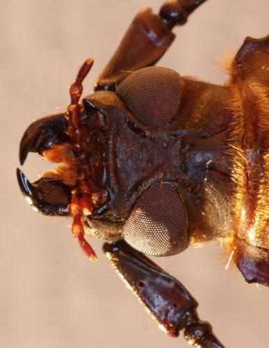 Orthomegas cinnamomeus