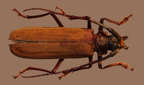 Orthomegas maryae