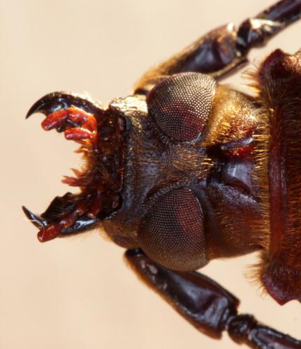 Orthomegas maryae