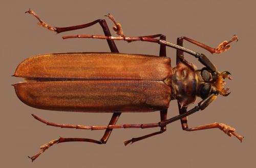 Orthomegas maryae