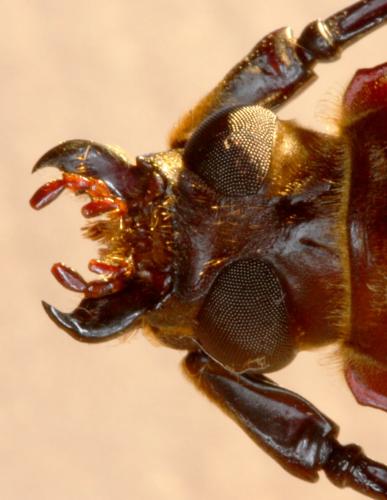Orthomegas maryae