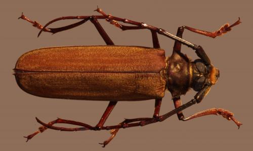 Réf. 119 758 : Orthomegas maryae