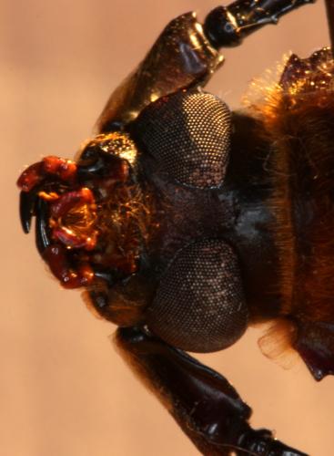 Orthomegas maryae