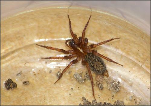 Lycosoides coarctata