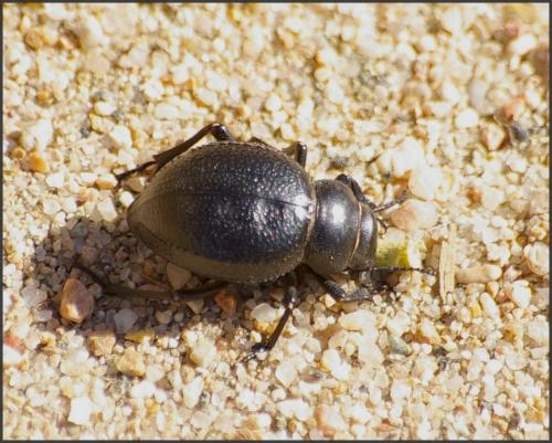 Pimelia payraudi