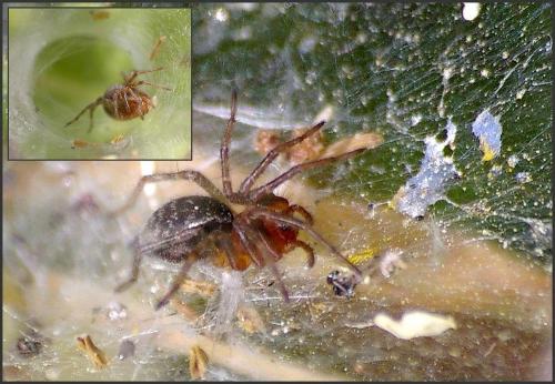 Agelena_sl sp.